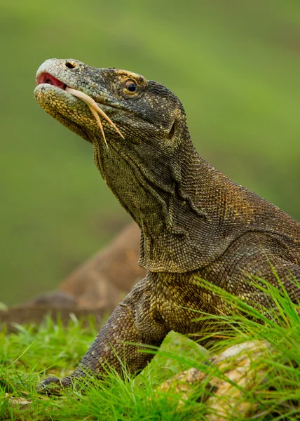 Dragão de komodo (Varanus komodoensis ) — Fotografia de Stock