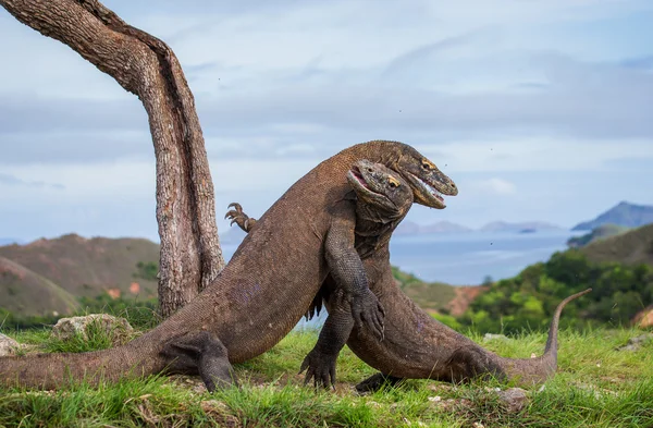 Komodo ejderleri (Varanus komodoensis) — Stok fotoğraf