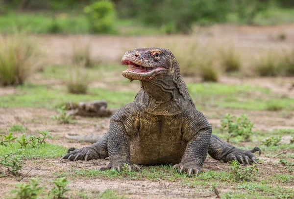 Dragão de komodo (Varanus komodoensis ) — Fotografia de Stock