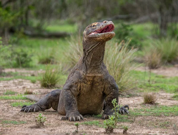 Dragon de Komodo (Varanus komodoensis) ) — Photo