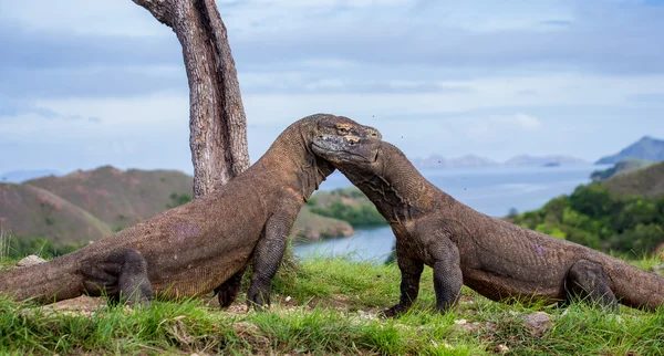 Dragones de Komodo (Varanus komodoensis ) — Foto de Stock