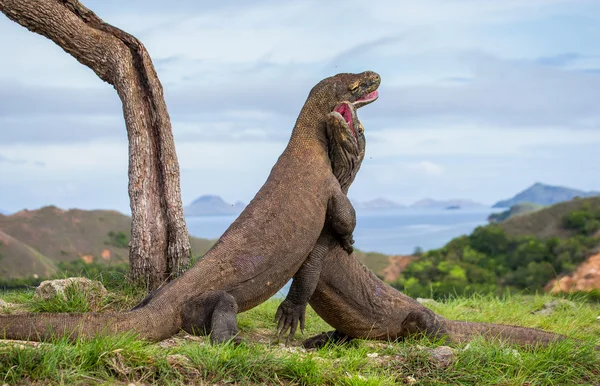 Дракони Комодо (Неперевірена komodoensis) — стокове фото