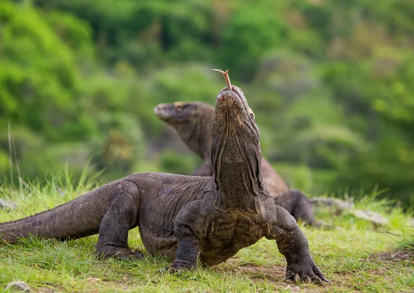 Дракони Комодо (Неперевірена komodoensis) — стокове фото