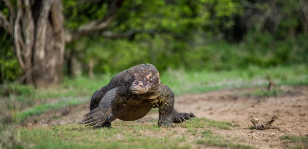 Waran z Komodo (Varanus komodoensis) — Zdjęcie stockowe