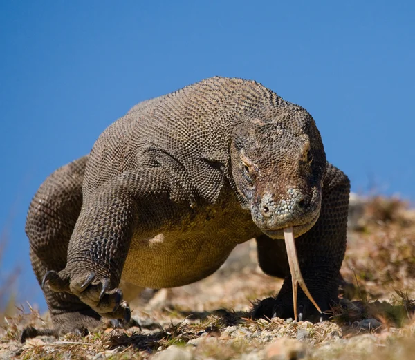 Dragón de Komodo (Varanus komodoensis ) — Foto de Stock