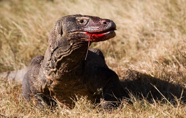 Drago di Komodo (Varanus komodoensis ) — Foto Stock