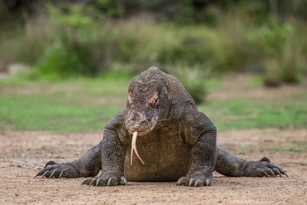 Dragão de komodo (Varanus komodoensis ) — Fotografia de Stock