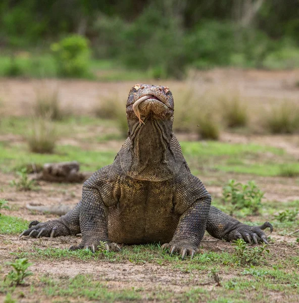 Komodo dragon (Varanus komodoensis) — Stock Photo, Image