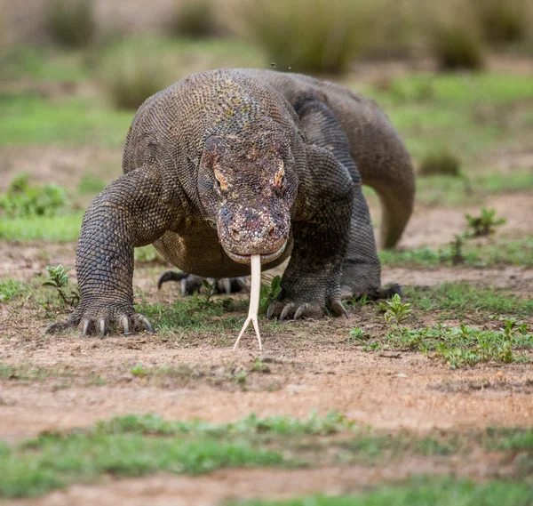 コモドドラゴン (ヴァラヌス komodoensis) — ストック写真