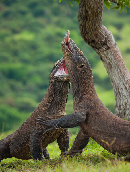 Komodo dragons (Varanus komodoensis)