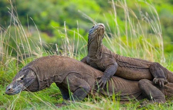 코모도 왕도 마 뱀 (Varanus komodoensis) — 스톡 사진