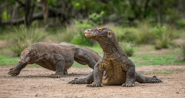 Комодские драконы (Varanus komodoensis ) Стоковая Картинка