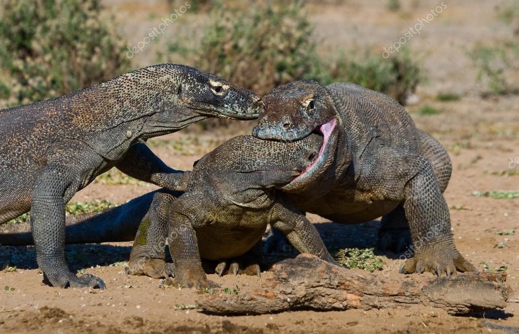 Dragons de Komodo (Varanus komodoensis) ) — Photographie ...