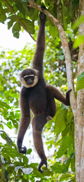 긴팔원숭이 나무에 앉아 — 스톡 사진
