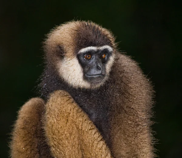 Retrato de Gibbon. Primer plano —  Fotos de Stock