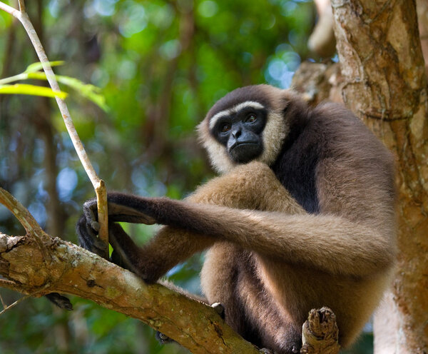 Гиббон сидит на дереве

