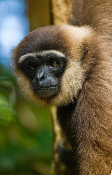 Retrato do Gibbon. Close-up — Fotografia de Stock