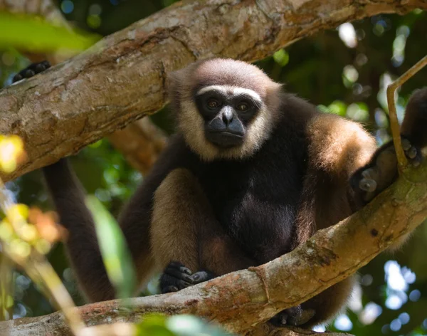 Portrait of Gibbon. Close-up — Stock Photo, Image