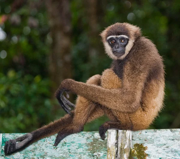 Retrato de Gibbon. Primer plano —  Fotos de Stock