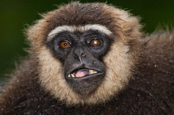 긴팔원숭이의 초상화입니다. 클로즈업 — 스톡 사진
