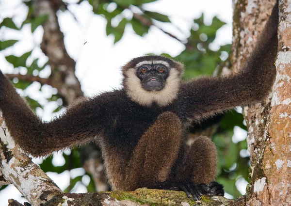 Gibbon sitting on the tree — Stock Photo, Image