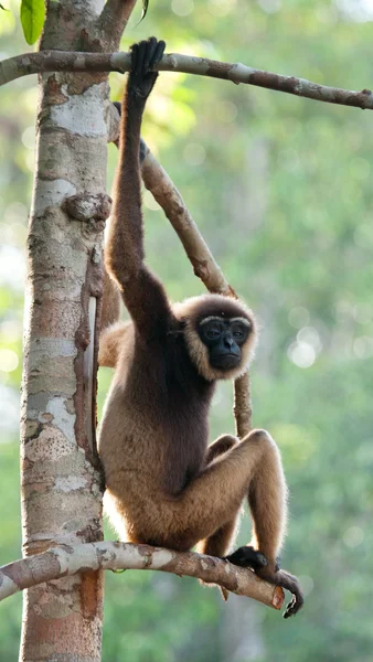 Gibbon sitting on the tree — Stock Photo, Image