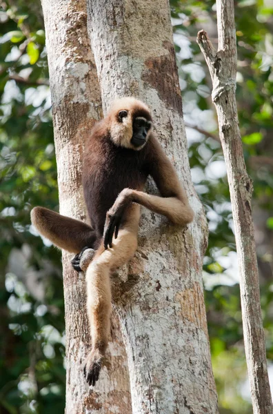 Gibbon sentado na árvore — Fotografia de Stock