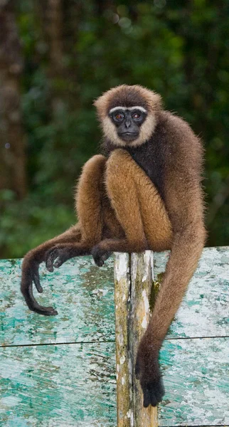 Retrato de Gibbon. Primer plano —  Fotos de Stock
