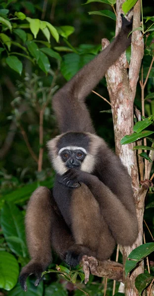 Retrato de Gibbon. Primer plano —  Fotos de Stock