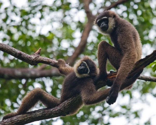 Two Gibbons  close up — Stock Photo, Image