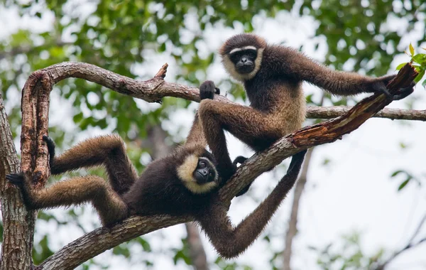 Dos Gibbons se acercan —  Fotos de Stock