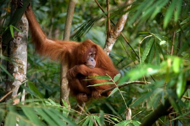 Ağacın üzerinde oturup orangutan