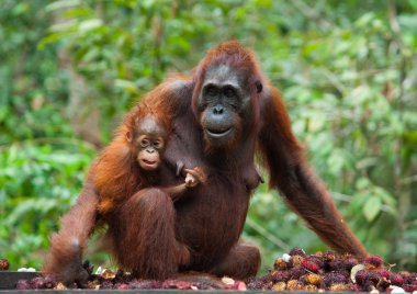 Mother Orangutan with cub clipart