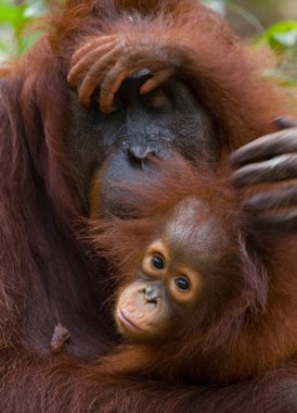 orangutan anne ve bebek