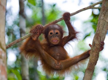 Orangutang (Pongo) bebek. Endonezya.