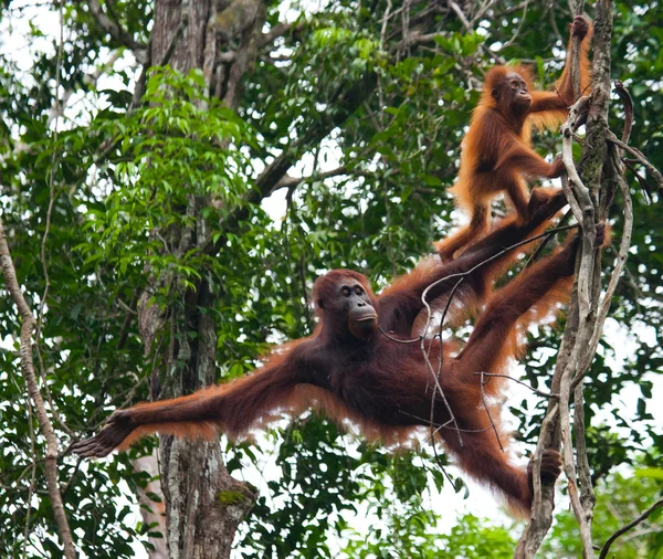 Anne Orangutan yavrusu ile — Stok fotoğraf