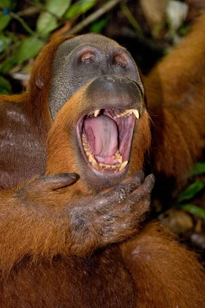 Un Orangutan Indonesia . — Foto Stock