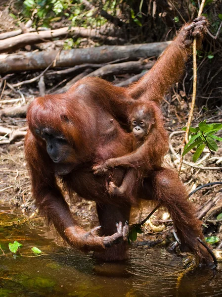 Orangutan matka a dítě — Stock fotografie