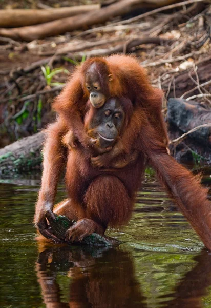 Orangutan matka a dítě — Stock fotografie