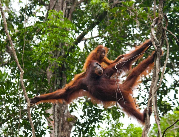 連れた母オランウータン — ストック写真