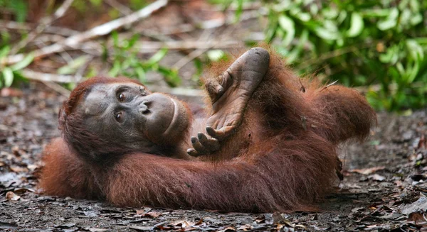 Un Orangutan Indonesia . — Foto Stock