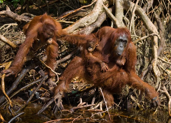 Anne Orangutan yavrularını ile — Stok fotoğraf