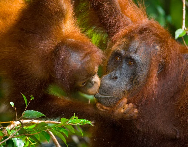 Madre y bebé orangután —  Fotos de Stock