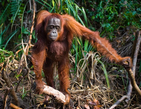 Jeden Orangutan Indonésie. — Stock fotografie