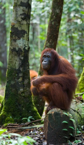 Un orangután Indonesia . — Foto de Stock