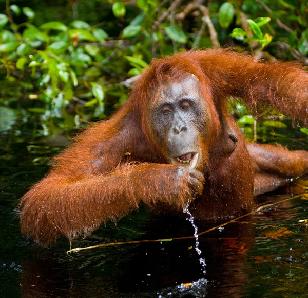 Bir Orangutan Endonezya. — Stok fotoğraf