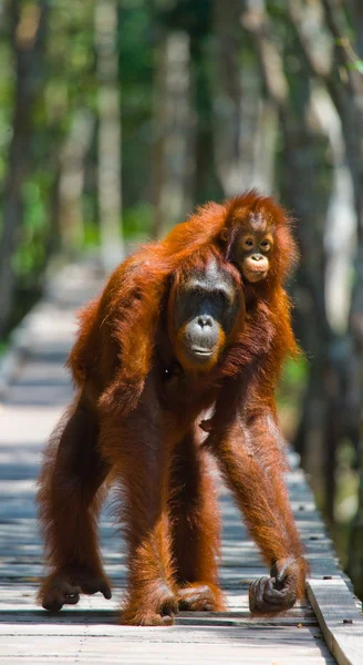 Орангутанг матері з ведмежам — стокове фото