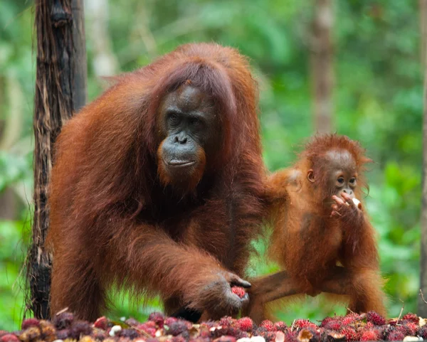 Madre Orangután con cachorro — Foto de Stock