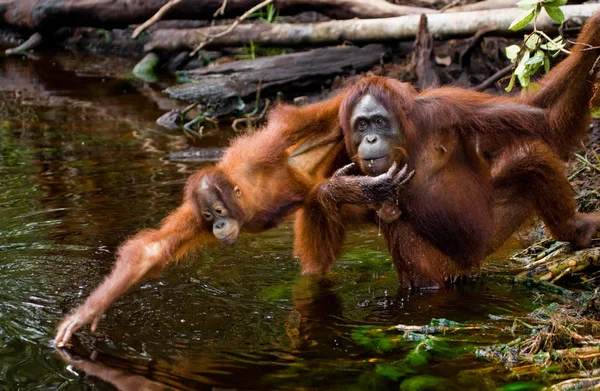 Orangutan madre e bambino — Foto Stock