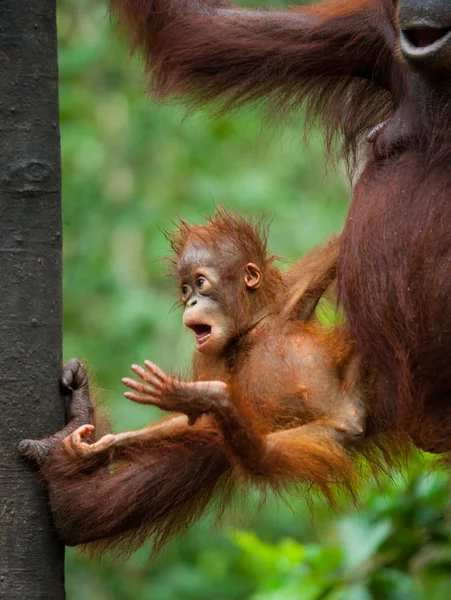 Matka Orangutan z cub — Zdjęcie stockowe